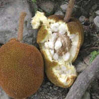 Photo du fruit marang 4