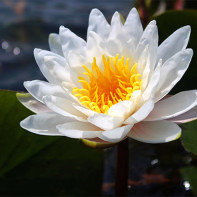 Photo de nénuphar