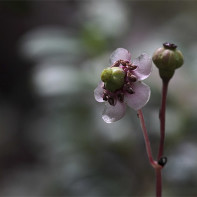 Photo du chimaphile