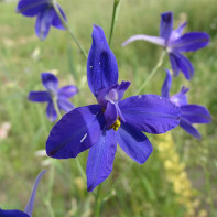 Photo de delphinium