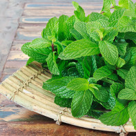 Photo de menthe 4