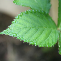 Photo de feuilles de mûre 2