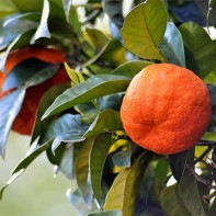 Photo du fruit bigarade 4