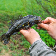 Photo du poisson rotan 5