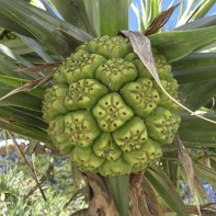 Photo de pandan 6