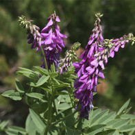 Photo du kopeïchnik
