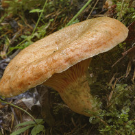 Foto der Reizker 3