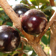 Photo de jabuticaba
