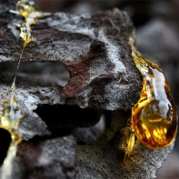 Photo de résine de pin 3