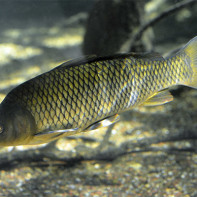 Photo de la carpe