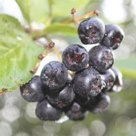 Photo d'aronia