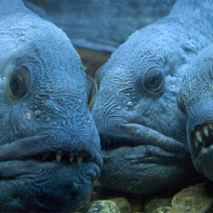Photo de loup de mer