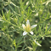 Photo de l'harmala 2
