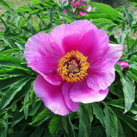 Photo de la pivoine déviante 3