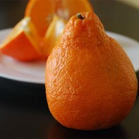 Photo de minéola