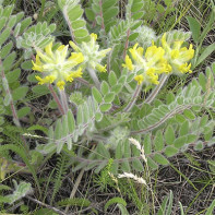 Photo d'astragale 2