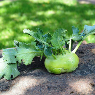 Foto von Kohlrabi 2