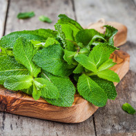 Photo de menthe 5