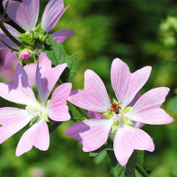 Photo de mauve sylvestre 5
