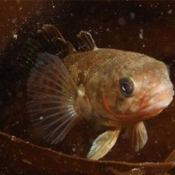 Foto von Notothenia 4