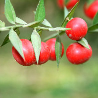 Photo du Ruscus