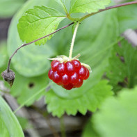 Photo de la kniajenika 3