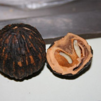 Foto der Schwarznuss 5
