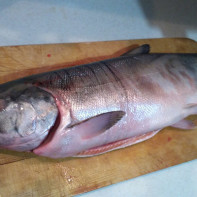 Photo du saumon kéta
