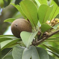 Photo de sapodille 6