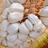 Photo du fruit marang 2