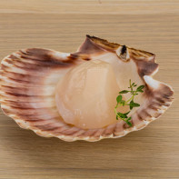 Photos de coquilles Saint-Jacques 4
