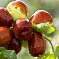 Photo de jujube 2