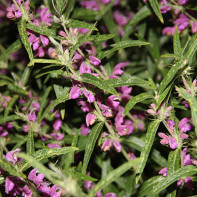 Photo de l'herbe Zopnik 4