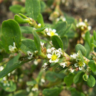 Photo de la renouée 3