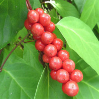 Foto von Schisandra 2