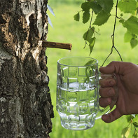 Photo de la sève de bouleau