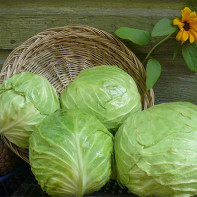 Weißkohl-Foto 2
