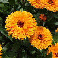 Foto der Ringelblume 2