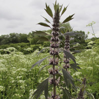 Photo d'agripaume 4