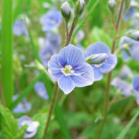 Photo de la Véronique officinale 2