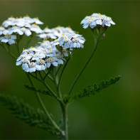 Photo de l'achillée millefeuille 3