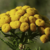 Photo d'immortelle 5