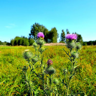 Photo de chardon-Marie 4