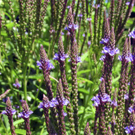Photo de verveine 4