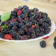 Foto der Maulbeere 3