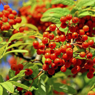 Photo de sorbier rouge 2