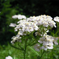 Photo de l'achillée millefeuille