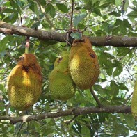 Foto des Tschempedak 4