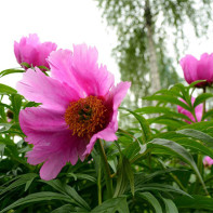 Photo de la pivoine déviante 2