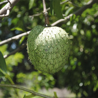 Photo du fruit corossol 2